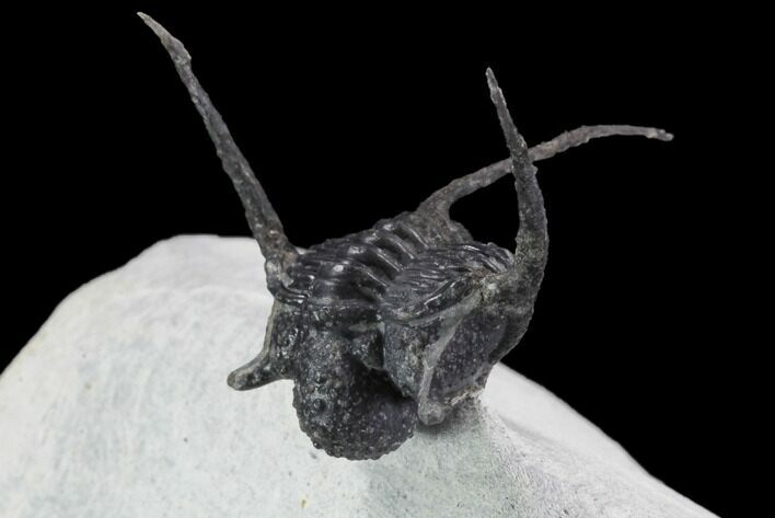 Bumpy, Enrolled Cyphaspis Trilobite - Ofaten, Morocco #98621